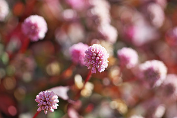 ピンクや赤のヒメツルソバの花