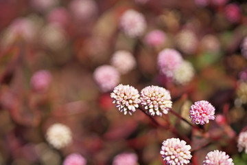ピンクや赤のヒメツルソバの花