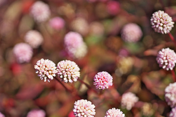 ピンクや赤のヒメツルソバの花
