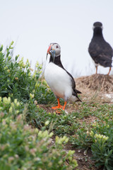 Puffin standing in the grass