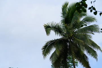 Fototapeta na wymiar Exotic tropical foliage coconut tree in the jungle near Dumaguete, Philippines