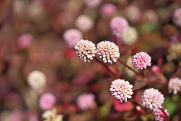 ピンクや赤のヒメツルソバの花