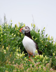 Puffin standing in the grass