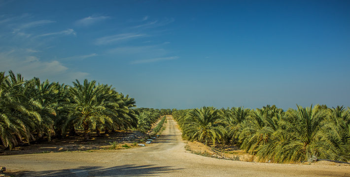 tropic south America palm plantation in panoramic vivid colorful landscape photography