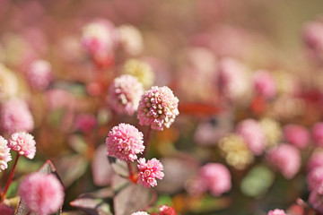 ピンクや赤のヒメツルソバの花