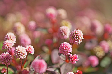 ピンクや赤のヒメツルソバの花