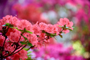macro of pink rhododendron