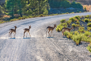 Fallow deer (Dama dama) crossing road near Gadoura Dam (Rhodes, Greece)
