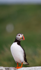 Puffin sitting on a rock