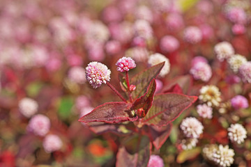 ピンクや赤のヒメツルソバの花