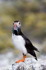 Single puffin with sand eels in its beak