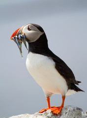 Single puffin with sand eels in its beak