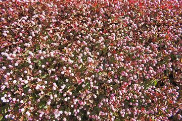 ピンクや赤のヒメツルソバの花