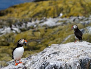 Single puffin with sand eels in its beak