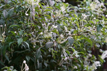 Exotic tropical foliage in the jungle near Dumaguete, Philippines