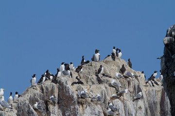 Colony of guillemots