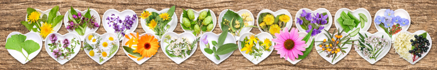 The most important medicinal plants