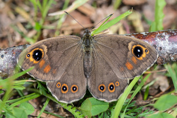 Obraz premium Close up of a Large Wall Brown Butterfly with wings spread wide