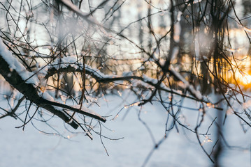 Snow On Pine Tree Leaves During Sunset
