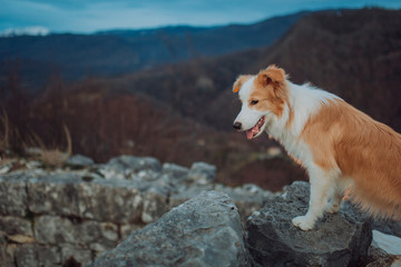 border collie dog looking towards the horizon bathed in sunlight in the mountains