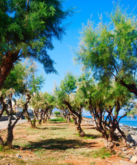 rocky and sandy coast of Sisi on Crete in Greece with trees growing next to it
