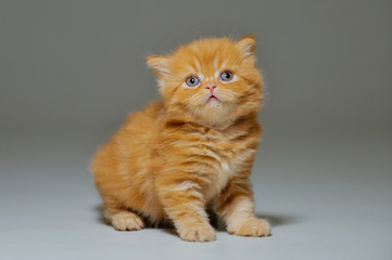 Obraz premium Little kitten on a black background