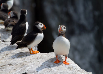 Small group of puffins on the rocks