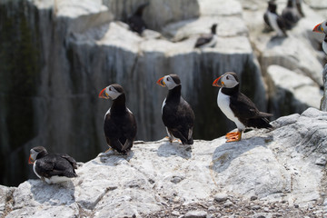 Small group of puffins on the rocks