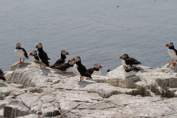 Small group of puffins on the rocks
