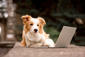 Adorable red dog border collie sitting on railing and playing laptop with happiness face