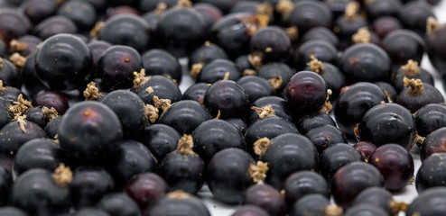 black currant closeup