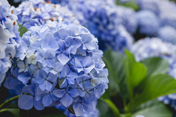 Detail of blue hortensia flowers