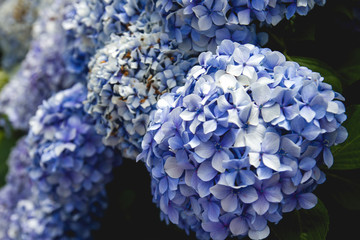Blue hortensia flowers