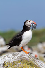 Single puffin with sand eels in its beak