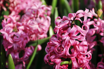 Bright blooming pink hyacinth