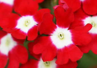 Red flower in the garden.