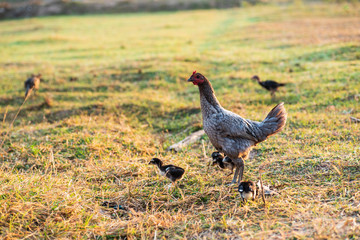 Thai hens and chicks in the grass field
