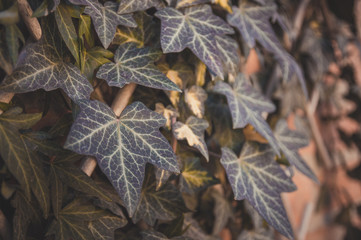 Ivy on a brick wall. Evergreen. The landscaping of the yard. Ecology.