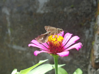 Butterfly on a plant
