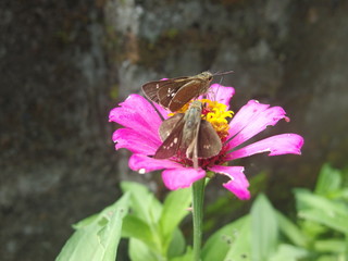 Butterfly on a plant