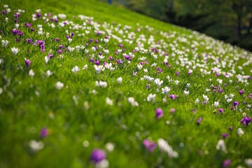 Field with purple and white crocuses on green grass hill