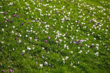 Field with purple and white crocuses on green grass hill