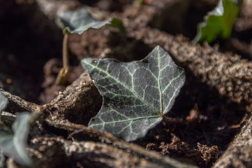 Seedlings in the spring on the windowsill. Ivy seedlings. Greening. Copy space.