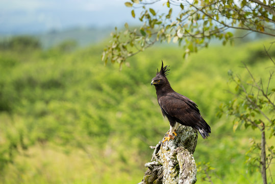 A Long-crested eagle perched on a tree stump.