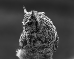 A male Spotted Eagle Owl perched on a tree stump.
