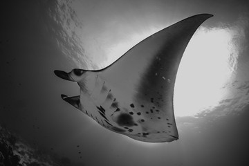 manta ray