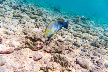 Gelbflossen-Doktorfisch auf Hawaii