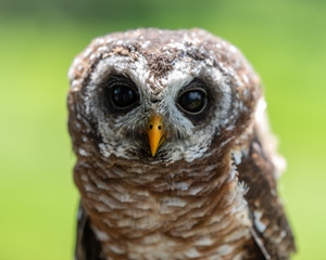 A closeup view of a male African Wood Owl.