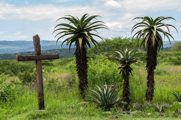 A wooden cross and group of aloes.