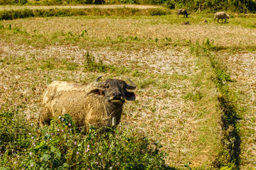 water buffalo stands in a rice field and looks into the camera, Laos